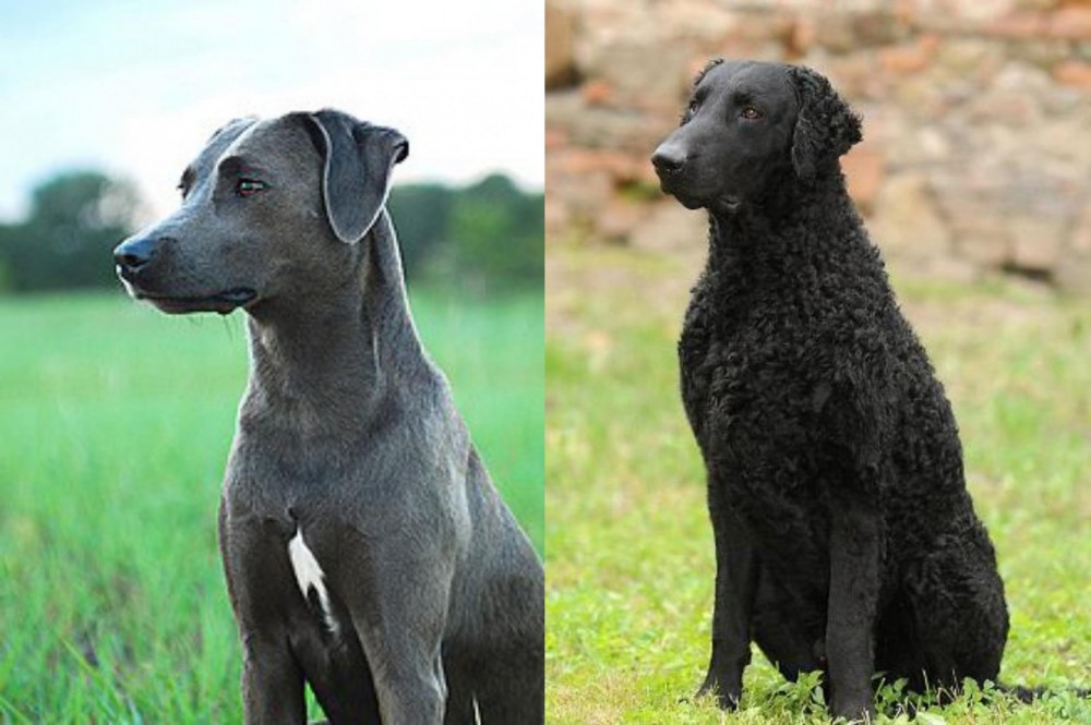 Curly Coated Retriever vs Blue Lacy - Breed Comparison