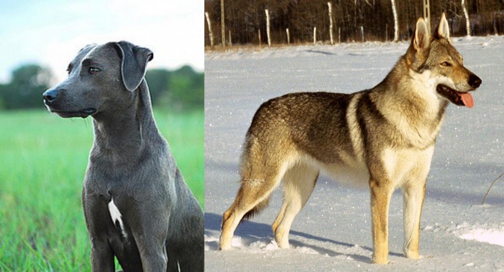 Czechoslovakian Wolfdog vs Blue Lacy - Breed Comparison