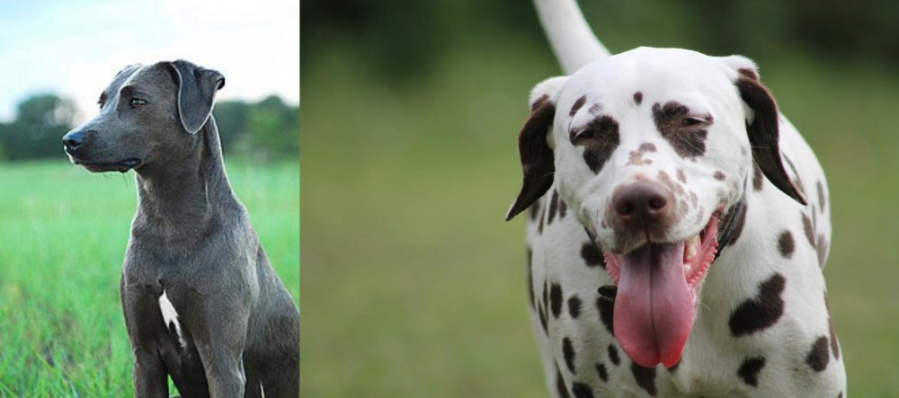 Dalmatian vs Blue Lacy - Breed Comparison