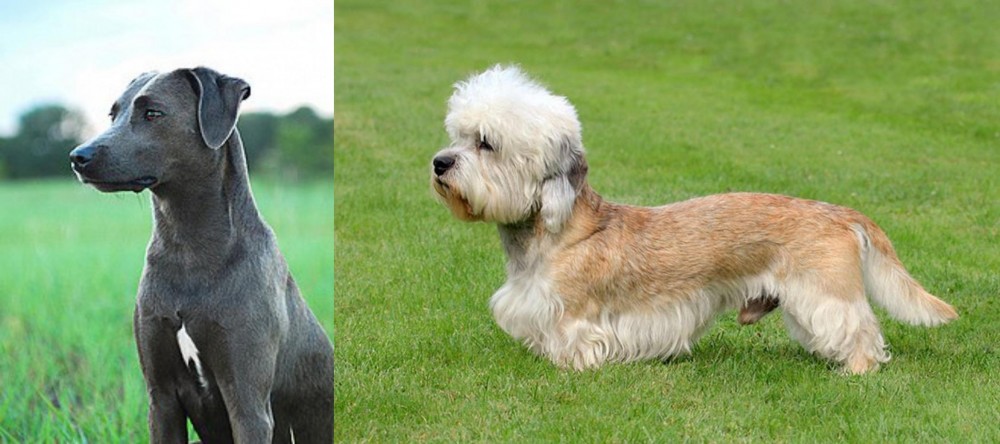 Dandie Dinmont Terrier vs Blue Lacy - Breed Comparison