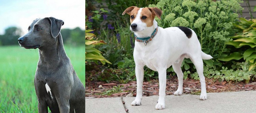 Danish Swedish Farmdog vs Blue Lacy - Breed Comparison