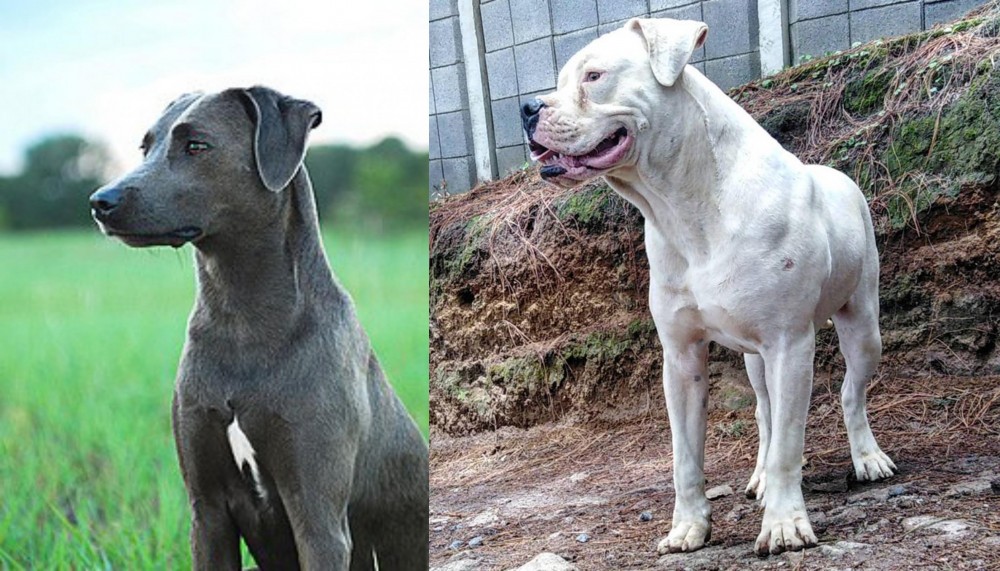 Dogo Guatemalteco vs Blue Lacy - Breed Comparison