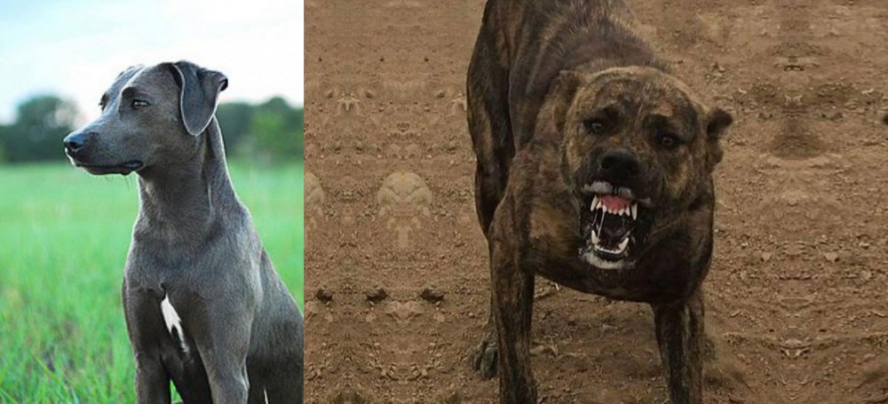 Dogo Sardesco vs Blue Lacy - Breed Comparison