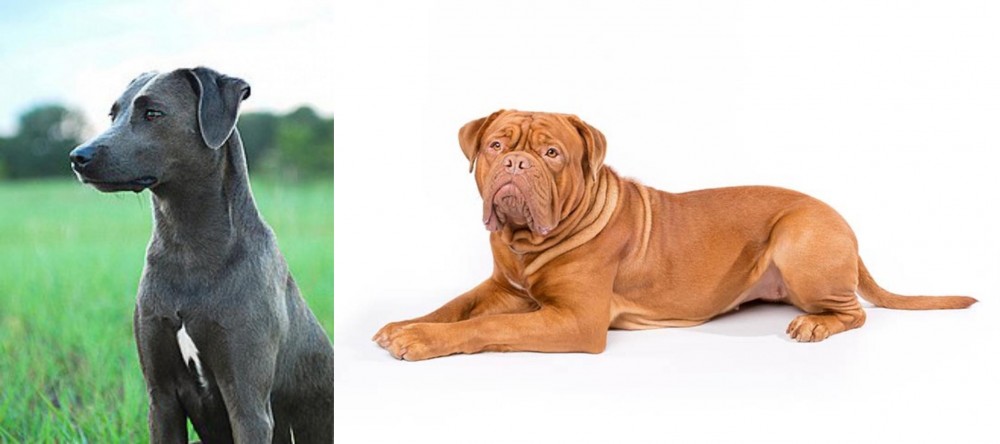 Dogue De Bordeaux vs Blue Lacy - Breed Comparison