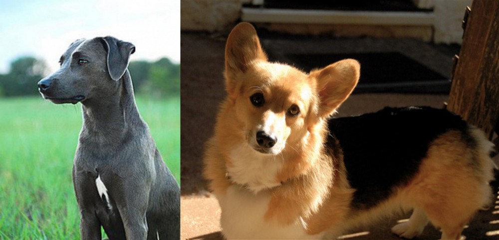 Dorgi vs Blue Lacy - Breed Comparison