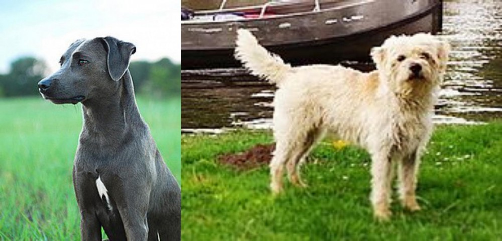 Dutch Smoushond vs Blue Lacy - Breed Comparison