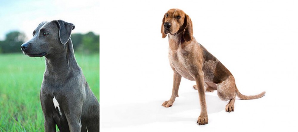 English Coonhound vs Blue Lacy - Breed Comparison