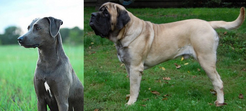 English Mastiff vs Blue Lacy - Breed Comparison