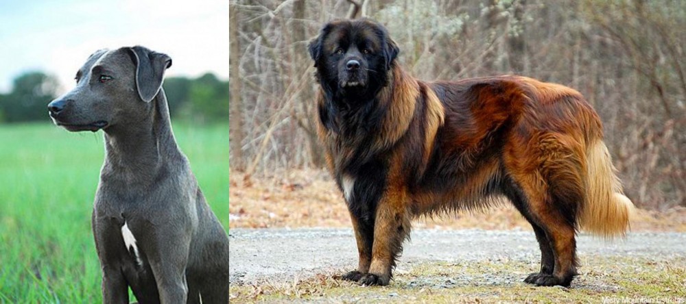Estrela Mountain Dog vs Blue Lacy - Breed Comparison