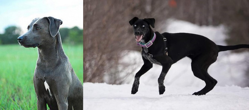 Eurohound vs Blue Lacy - Breed Comparison