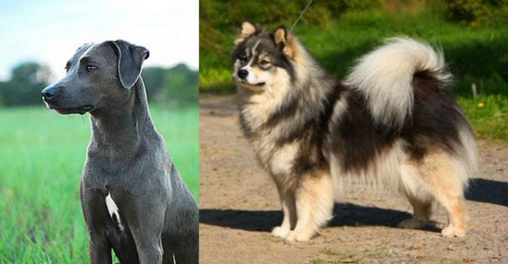 Finnish Lapphund vs Blue Lacy - Breed Comparison