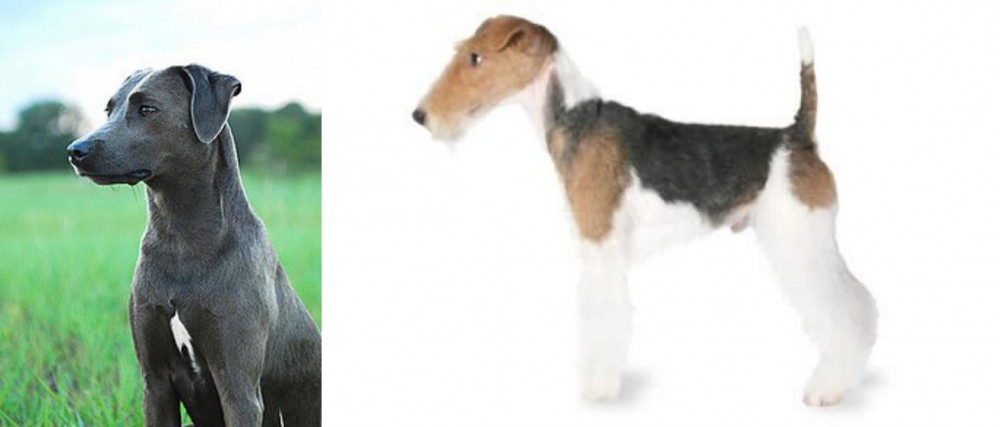 Fox Terrier vs Blue Lacy - Breed Comparison