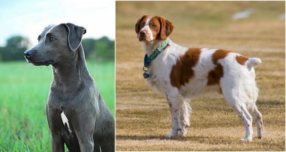 French Brittany vs Blue Lacy - Breed Comparison