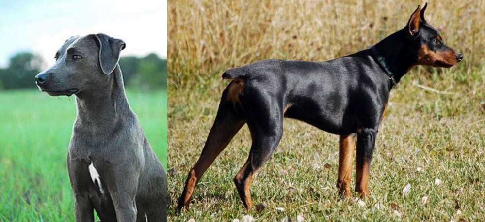 German Pinscher vs Blue Lacy - Breed Comparison