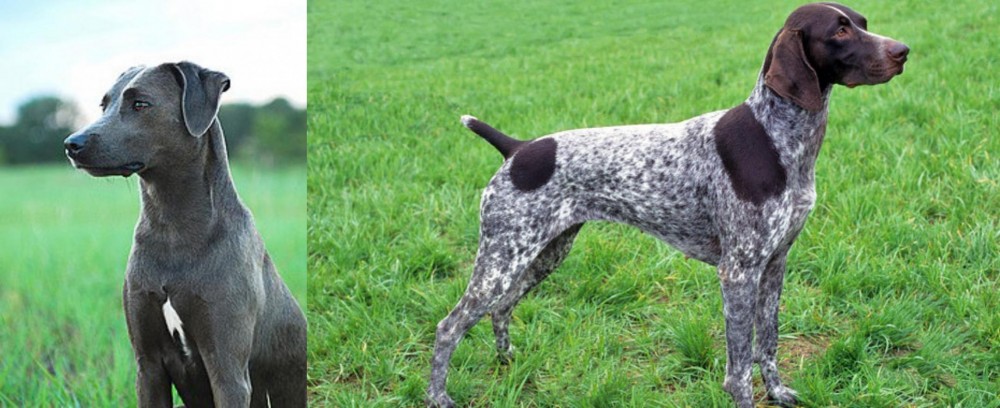 German Shorthaired Pointer vs Blue Lacy - Breed Comparison