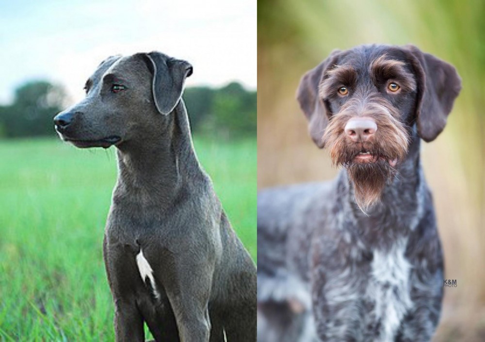 German Wirehaired Pointer vs Blue Lacy - Breed Comparison