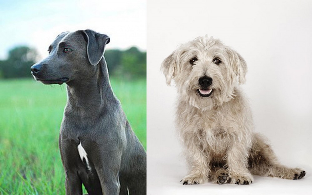 Glen of Imaal Terrier vs Blue Lacy - Breed Comparison