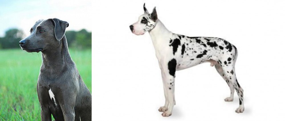 Great Dane vs Blue Lacy - Breed Comparison