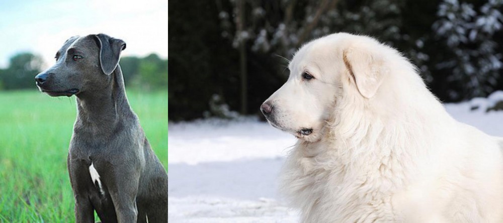 Great Pyrenees vs Blue Lacy - Breed Comparison