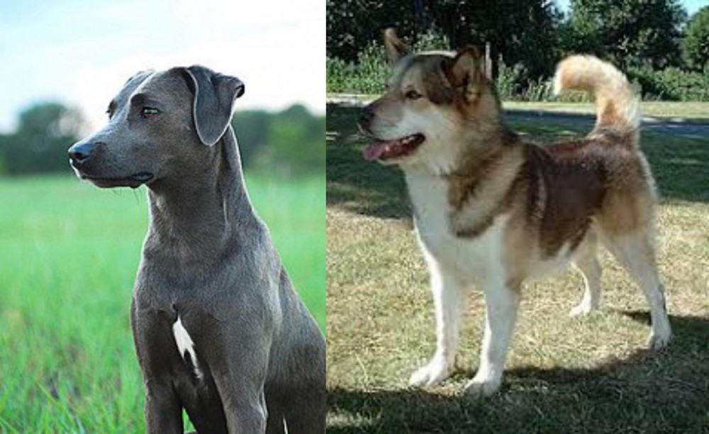 Greenland Dog vs Blue Lacy - Breed Comparison