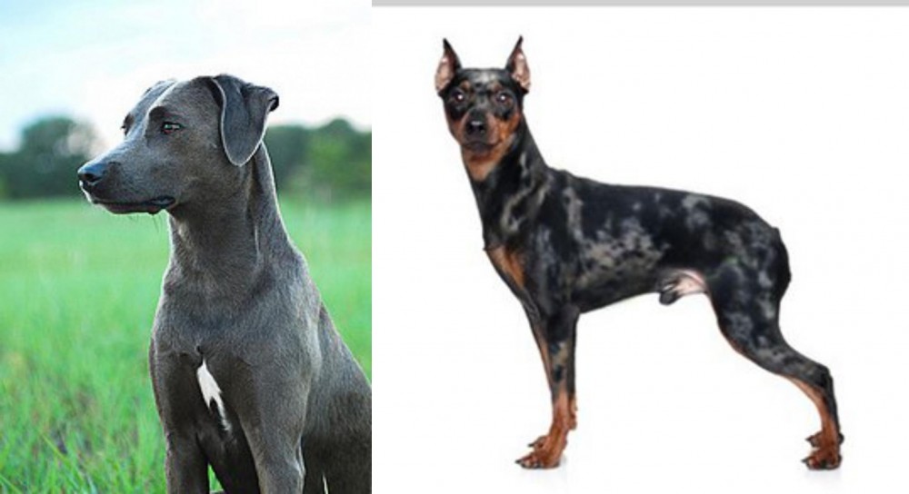 Harlequin Pinscher vs Blue Lacy - Breed Comparison