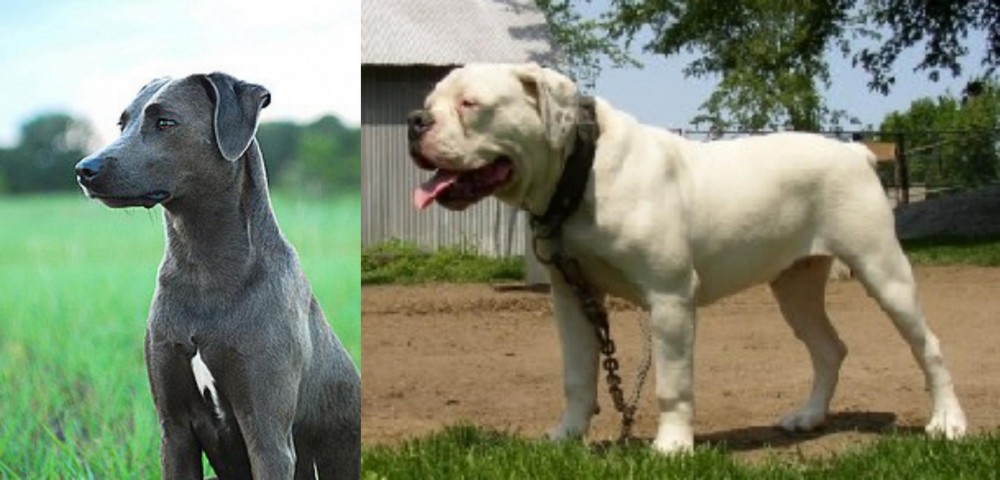 Hermes Bulldogge vs Blue Lacy - Breed Comparison