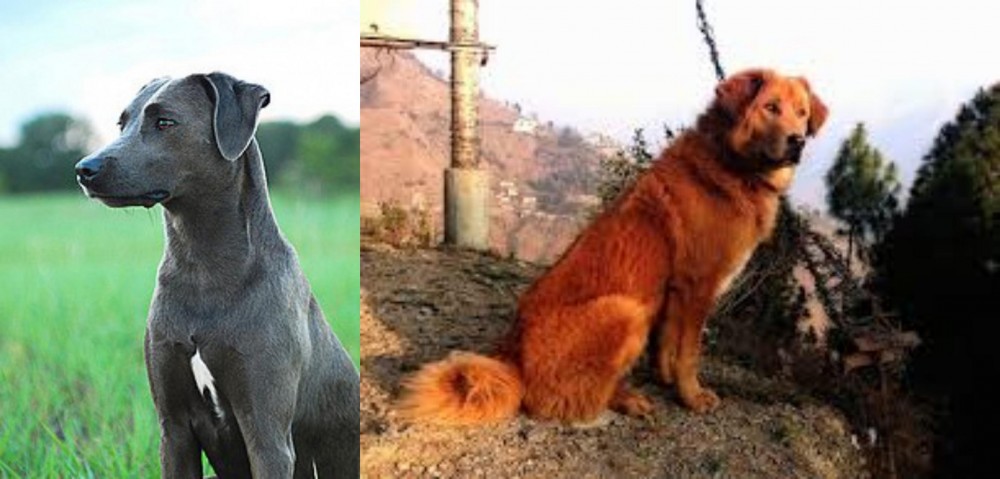 Himalayan Sheepdog vs Blue Lacy - Breed Comparison