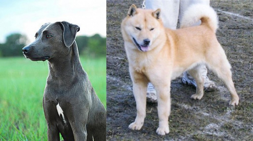 Hokkaido vs Blue Lacy - Breed Comparison