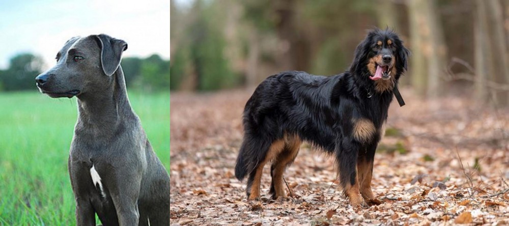 Hovawart vs Blue Lacy - Breed Comparison