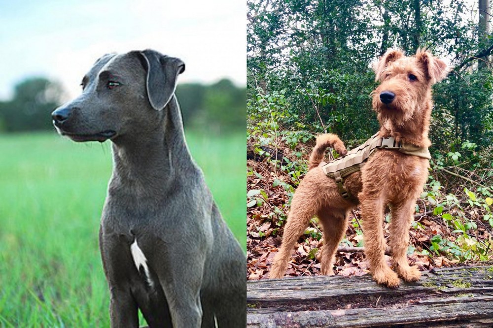 Irish Terrier vs Blue Lacy - Breed Comparison