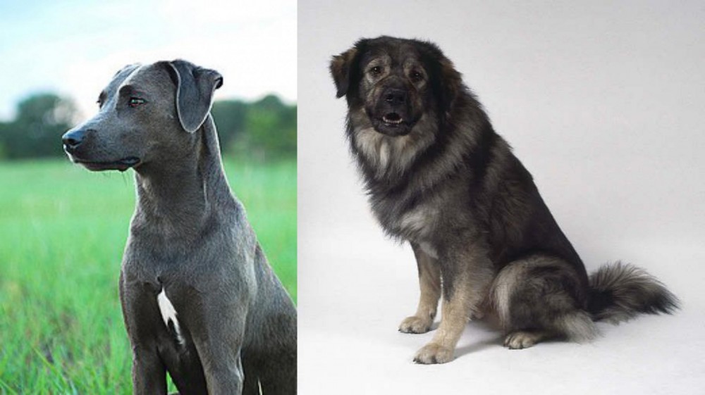 Istrian Sheepdog vs Blue Lacy - Breed Comparison