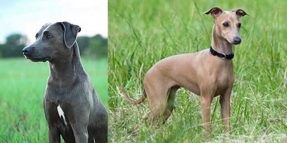 Italian Greyhound vs Blue Lacy - Breed Comparison