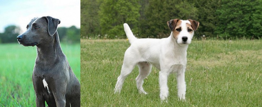 Jack Russell Terrier vs Blue Lacy - Breed Comparison