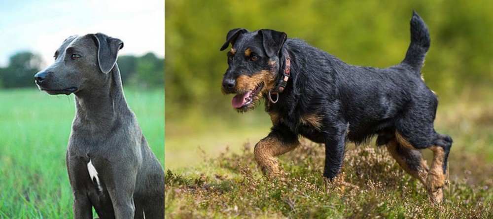 Jagdterrier vs Blue Lacy - Breed Comparison