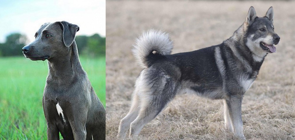 Jamthund vs Blue Lacy - Breed Comparison
