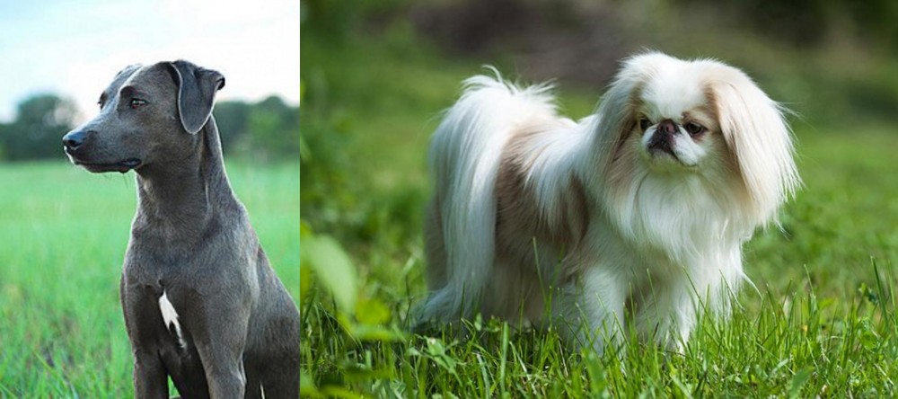 Japanese Chin vs Blue Lacy - Breed Comparison