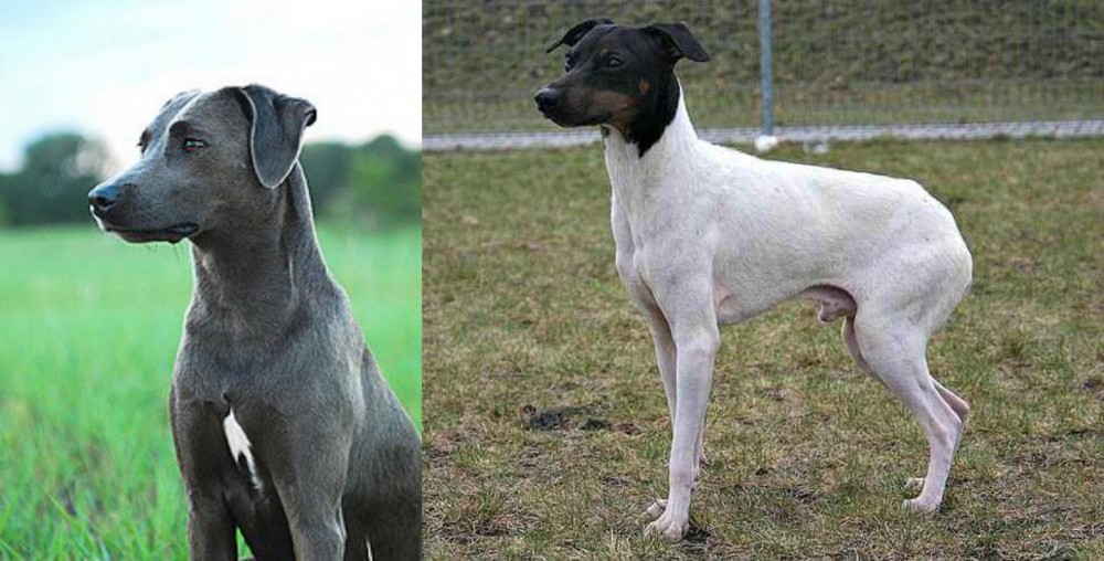 Japanese Terrier vs Blue Lacy - Breed Comparison