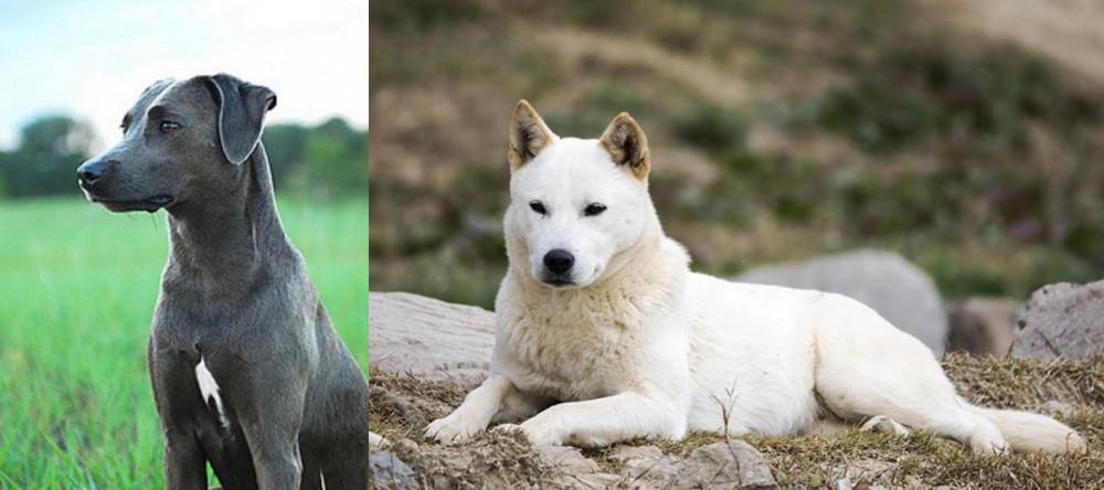 Jindo vs Blue Lacy - Breed Comparison