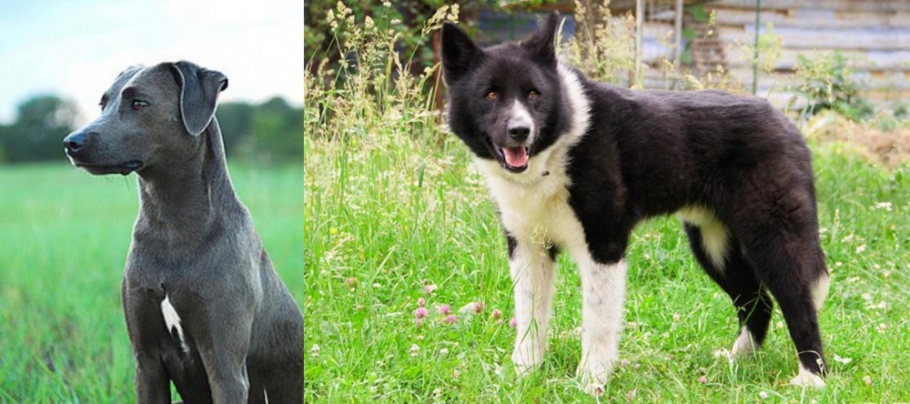 Karelian Bear Dog vs Blue Lacy - Breed Comparison