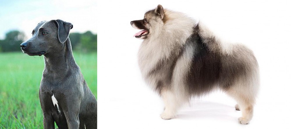 Keeshond vs Blue Lacy - Breed Comparison