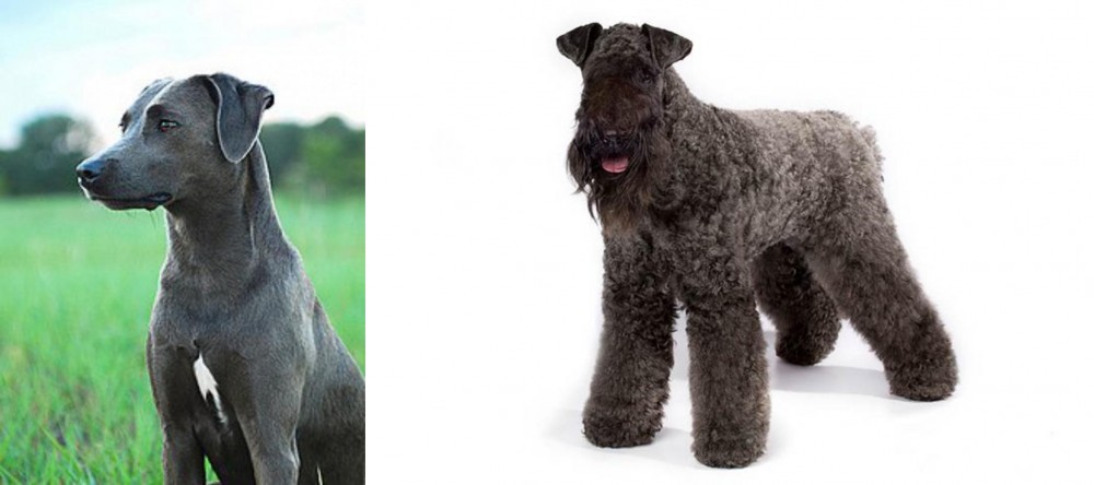 Kerry Blue Terrier vs Blue Lacy - Breed Comparison