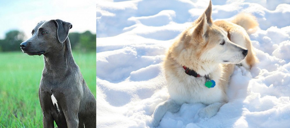 Labrador Husky vs Blue Lacy - Breed Comparison