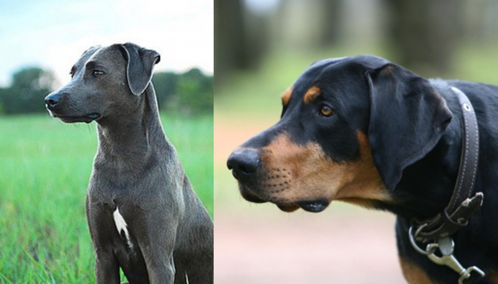 Lithuanian Hound vs Blue Lacy - Breed Comparison