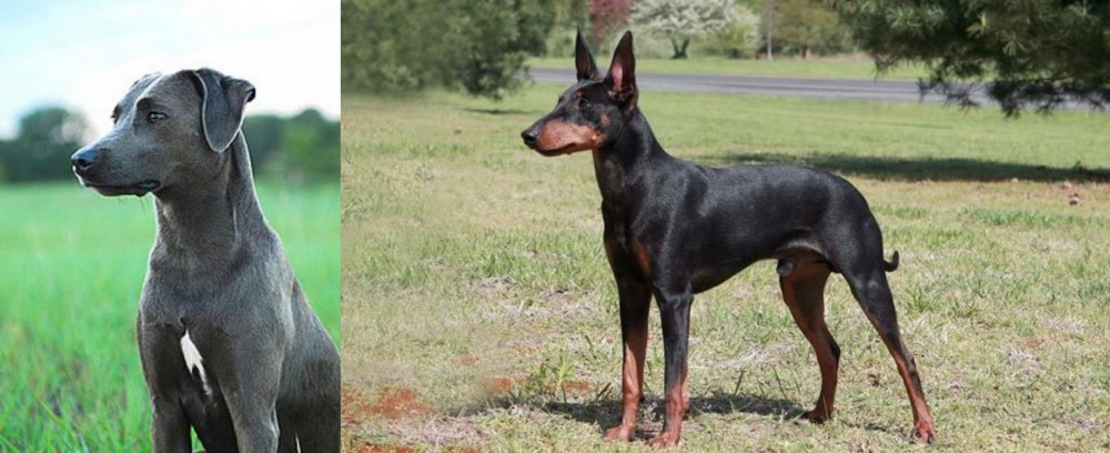 Manchester Terrier vs Blue Lacy - Breed Comparison