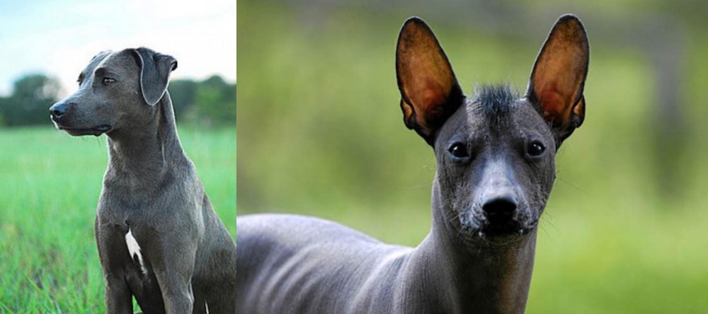 Mexican Hairless vs Blue Lacy - Breed Comparison