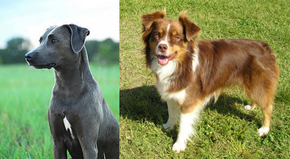 Miniature Australian Shepherd vs Blue Lacy - Breed Comparison