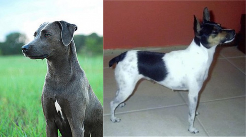 Miniature Fox Terrier vs Blue Lacy - Breed Comparison