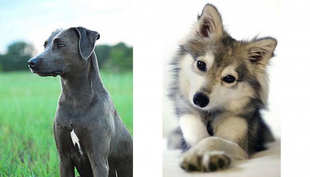 Miniature Siberian Husky vs Blue Lacy - Breed Comparison