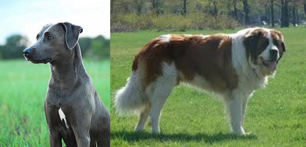 Moscow Watchdog vs Blue Lacy - Breed Comparison