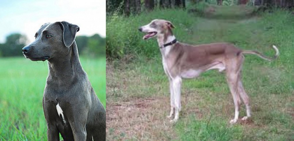 Mudhol Hound vs Blue Lacy - Breed Comparison